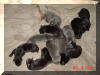 Blue Great Dane Puppies , Blue Great Danes for Sale , Blue Great Dane Breeders